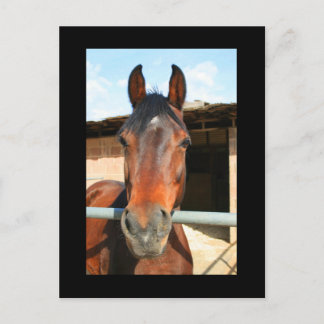 Dark Brown Horse Postcard