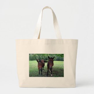 Dark brown Horses on pasture