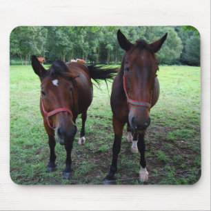 Dark brown Horses on pasture Mouse Pad