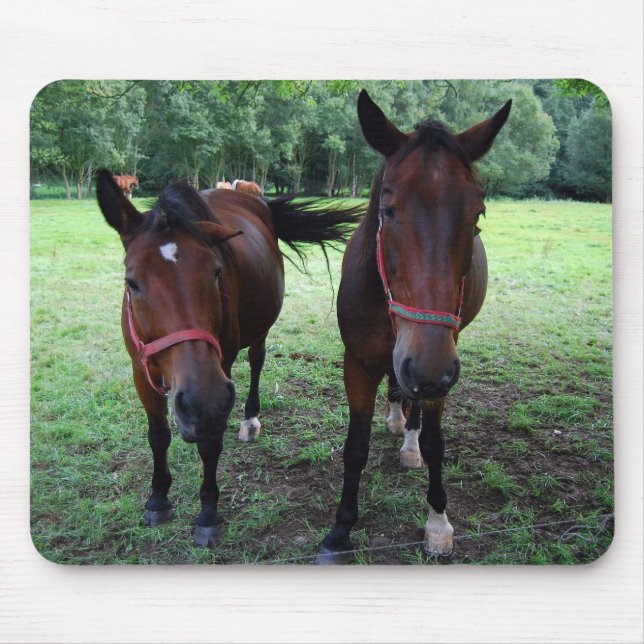 Dark brown Horses on pasture Mouse Pad (Front)