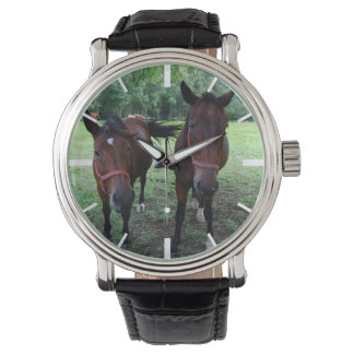 Dark brown Horses on pasture Watch