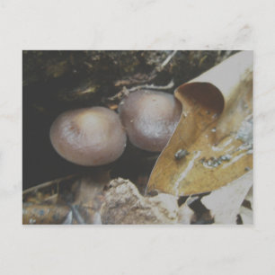 Dark Brown Pair Mushrooms Postcard