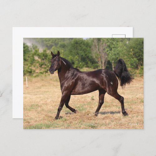 Dark Brown Spanish Mustang Mare Walking Postcard