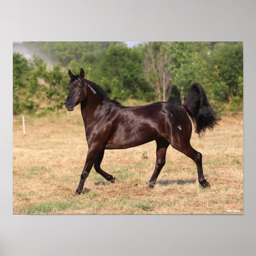 Dark Brown Spanish Mustang Mare Walking Poster