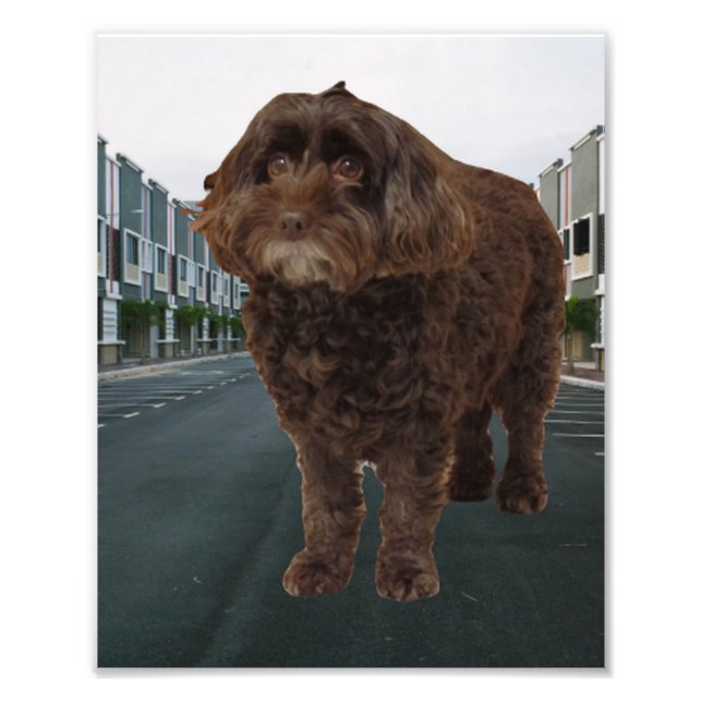 Dark Chocolate Cockapoo Poster #2 (Front)