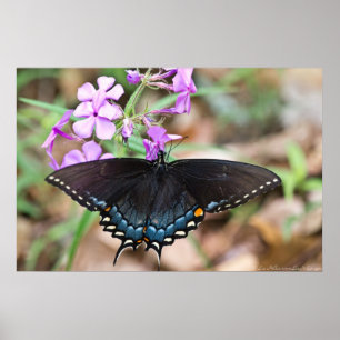 Dark Eastern Tiger Swallowtail Wildflowers Poster