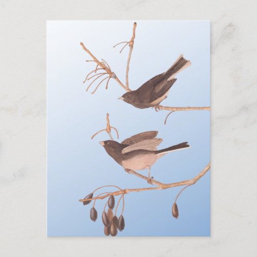 Dark_Eyed Junco Audubon Snow Birds on Bare Branch Postcard
