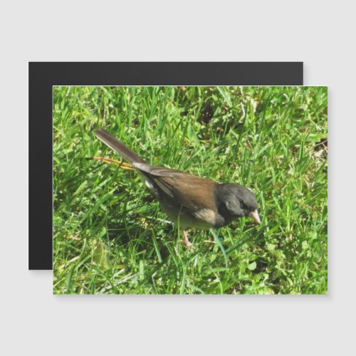 Dark_Eyed Junco Bird in Grass Magnetic Invitation