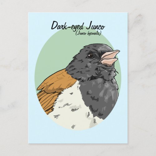 Dark_eyed Junco Birds of the United States Postcard