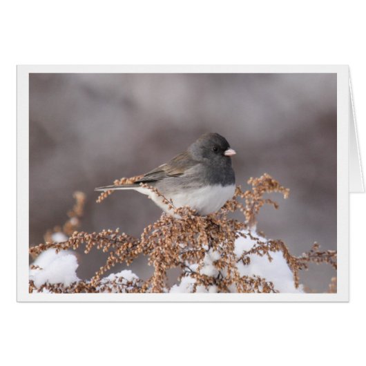 Dark-eyed Junco Cards (Front Horizontal)