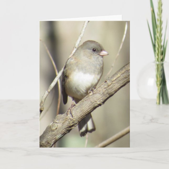 Dark-eyed Junco Greeting Card (Front)