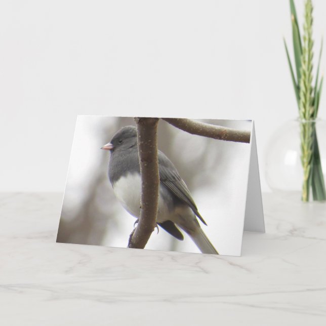 Dark-eyed Junco Greeting Card (Front)