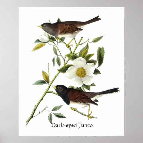 Dark_eyed Junco _ John James Audubon Poster