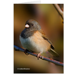 Dark-Eyed Junco on a Limb Cards