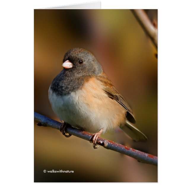 Dark-Eyed Junco on a Limb Cards (Front)