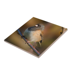 Dark-Eyed Junco on a Limb Ceramic Tile