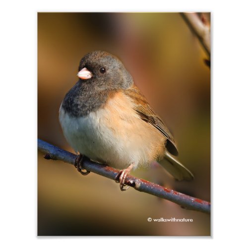 Dark_Eyed Junco on a Limb Photo Print