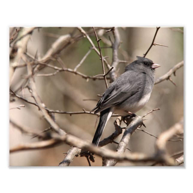 Dark-eyed Junco Photo Print (Front)