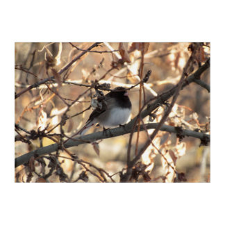 Dark-Eyed Junco Photograph Acrylic Print