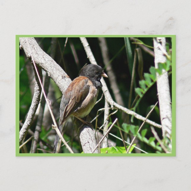Dark-eyed junco postcard (Front)