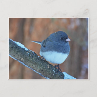 Dark Eyed Junco Sparrow Postcard