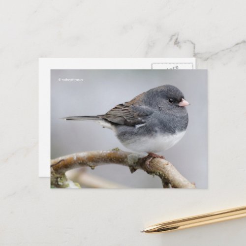 Dark_Eyed Junco Sparrow Songbird ion Tree Postcard