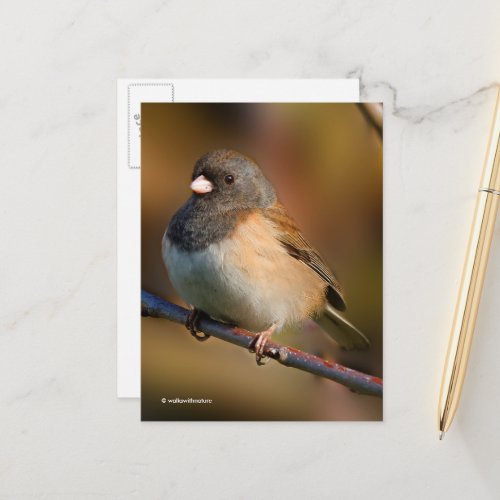 Dark_Eyed Junco Sparrow Songbird on a Limb Postcard