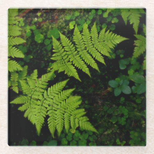 Dark forest ferns, moody green aesthetic glass coaster