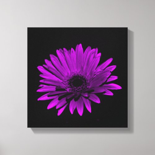 Dark Gerbera Daisy _ Purple Canvas Print
