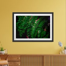 Dark Green Fern