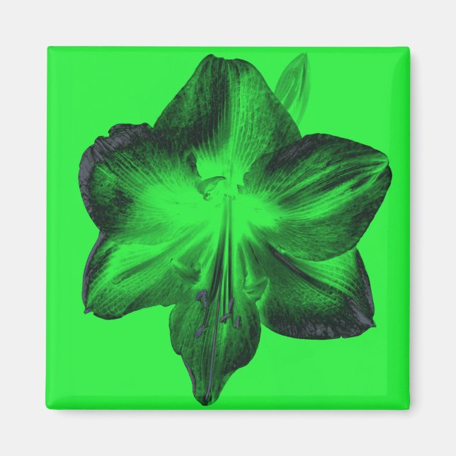 Dark Green on Light Green Amaryllis Magnet (Front)