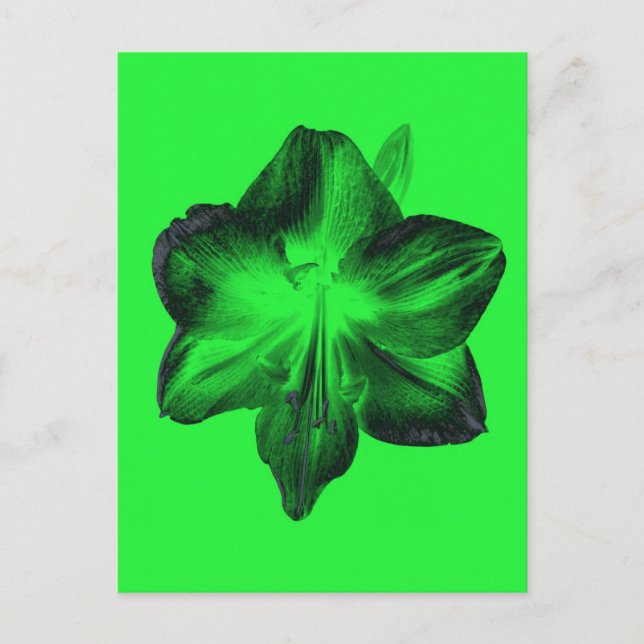 Dark Green on Light Green Amaryllis Postcard (Front)