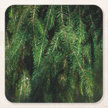 Dark green seasonal spruce tree