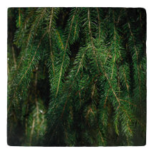 Dark green seasonal spruce tree