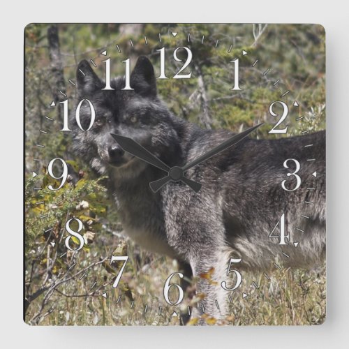 Dark Grey Wolf  Forest Pasture Photo Clock