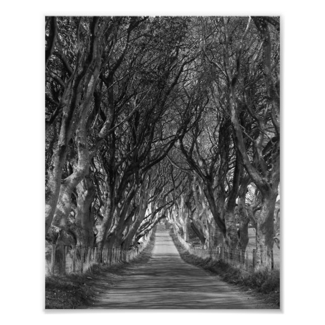 dark hedges distance photo print (Front)