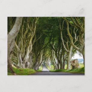 Dark Hedges in Ireland Postcard