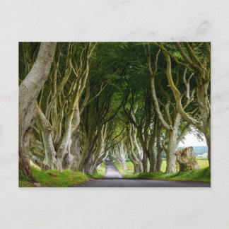 Dark Hedges in Ireland Postcard