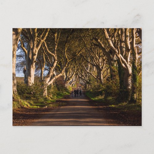 Dark Hedges Ireland Postcard