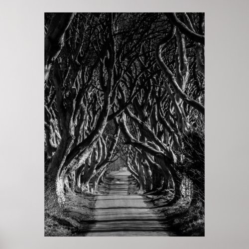 Dark Hedges Ireland Poster