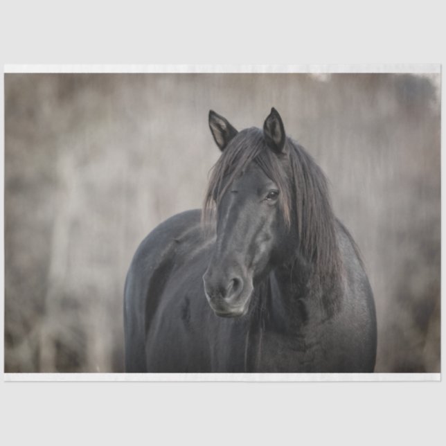 Dark Horse Tissue Paper (Front)