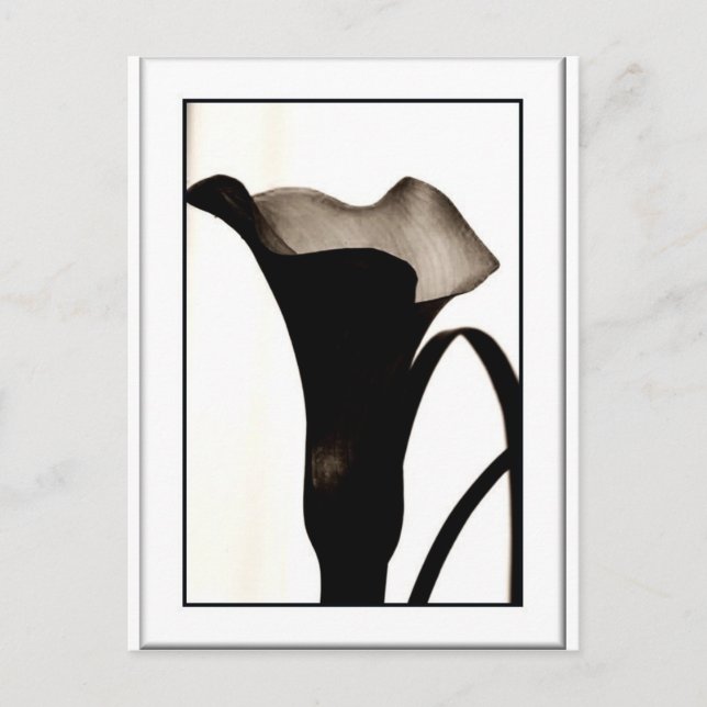 Dark Lily Postcard (Front)