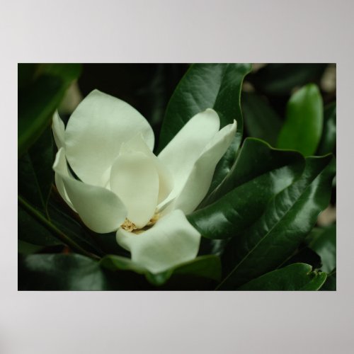 Dark Magnolia Canvas Print