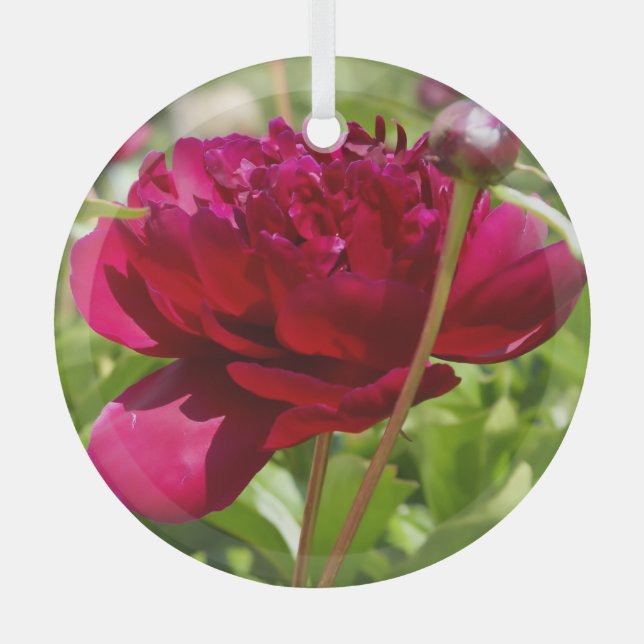 Dark Maroon velvet peonies  Glass Ornament (Front)