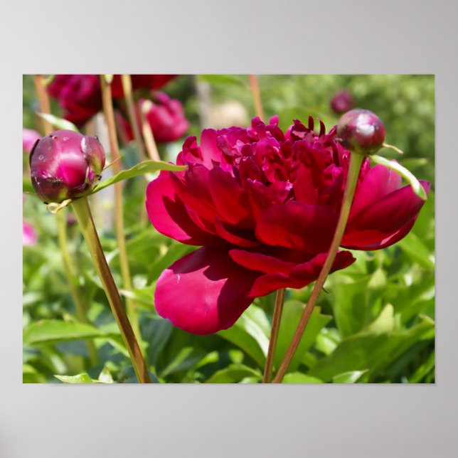 Dark Maroon velvet peonies Poster (Front)