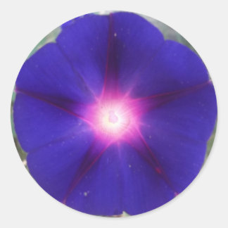 Dark Morning Glory Sticker
