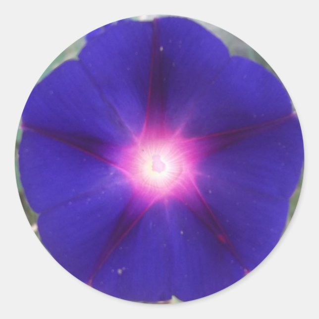 Dark Morning Glory Sticker (Front)