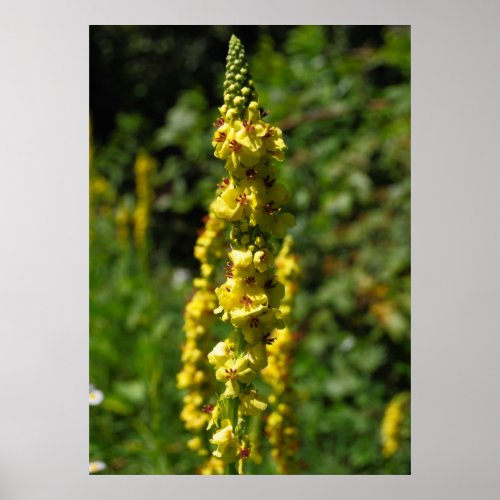 Dark mullein Verbascum nigrum Poster