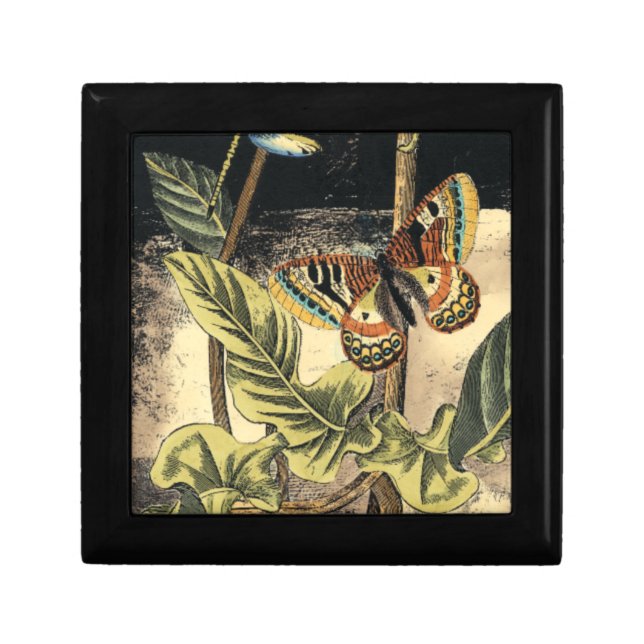 Dark Nature Scene by Vision Studio Gift Box (Front)