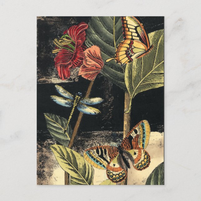 Dark Nature Scene by Vision Studio Postcard (Front)